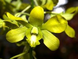 beautiful Orchid Flowers bloom