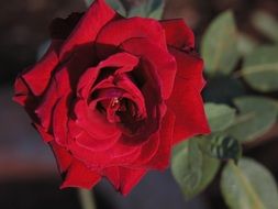 amazing Red Rose Flower blossom