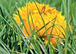 wreath of yellow dandelions on green grass