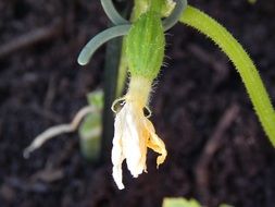 Closeup Picture of Mini Cucumber Plant