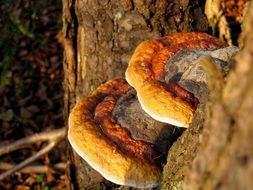 mushrooms parasites on a tree close-up