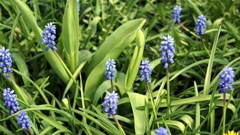 Grasses Flowers
