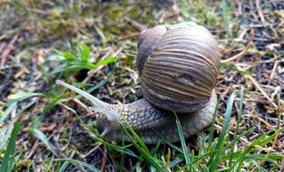 Snail after rain