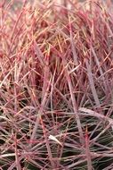 Prickly pink Cactus, Macro