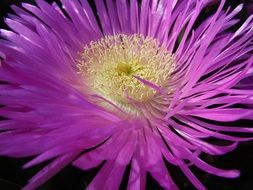 delightful delicate beauty purple flower