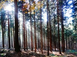 forest in the bright rays of sunlight