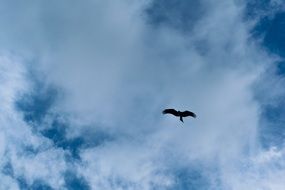 bird in flight in the cloudy sky