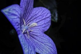 picturesque and pretty Platycodon Flower