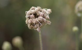 sticky wild flower