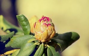 delightful beauty Spring Bud