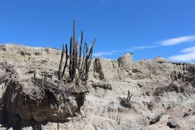 landscape of Cactus on grey Desert rock at blue sky