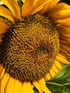 yellow Sunflower macro view