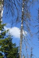 waldsterben trees against blue sky