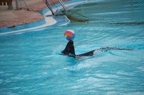 sea lion in the pool with a ball