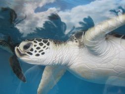 Sea turtles are swimming in Hawaii