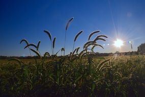 Field Rural Sunset