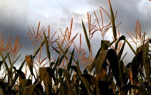 Corn Culture