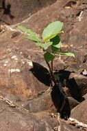 lonely green sprout on a stone