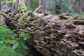 fungus on fallen tree trunk in forest