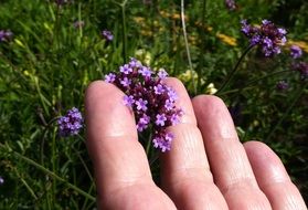 Hand Small Flowers