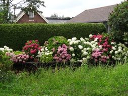 hydrangea flowers in the green garden