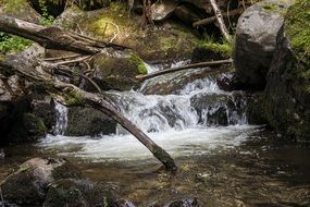 stunningly beautiful Bach Forest