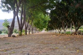 Landscape of Path in a forest