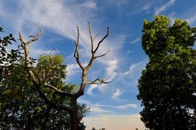 incredibly pretty Tree