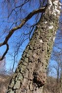 birch under the bright sun