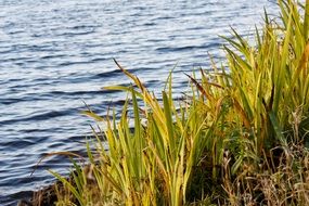 Plants in the water of the river