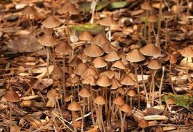 brown mushrooms