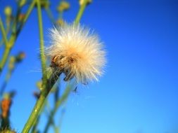 Flowers Summer Nature blue sky