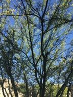 Parkinsonia Florida in the desert