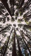 forest trees lower angle