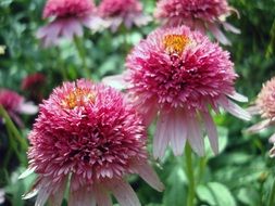 lush pink coneflower close-up
