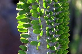 catus with green leaves