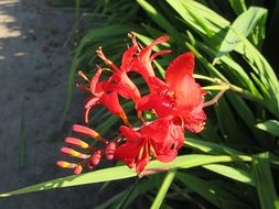 red flowers like lilies