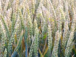 Field Grain