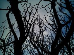 black silhouettes of large trees at dusk closeup