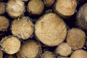 stacked natural firewood close-up