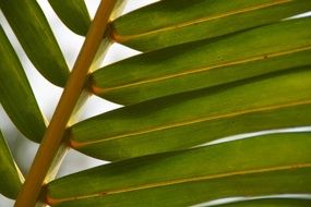 green palm leaf close up