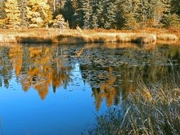 fall colored forest mirroring on water, usa, minnesota