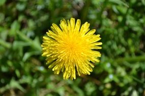 yellow Dandelion Flower close-up on blurred background