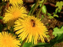 bee pollinating a yellow dandelion