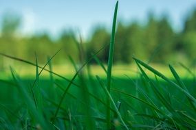 unique Grass