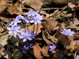 Purple Spring Przylaszczki Flowers