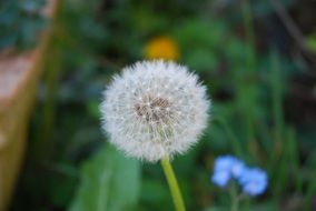 Macro photo of Natural Dandelion