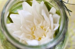 Close-up of the white flower in a glass