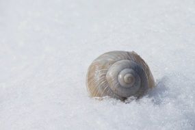 Beautiful and colorful shell in the white snow