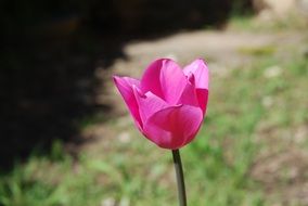 Pink Tulip at blurred background